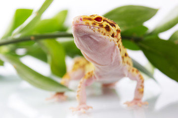 Orange leopard gecko walking and looking forward in green leaves