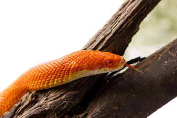 Fototapeta premium Orange corn snake crawling on a branch and looking forward