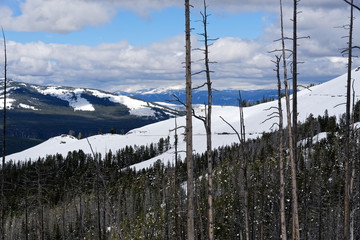 Snow covered trees in Yellowstone National Park