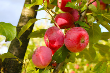 A branch with delicious apples
