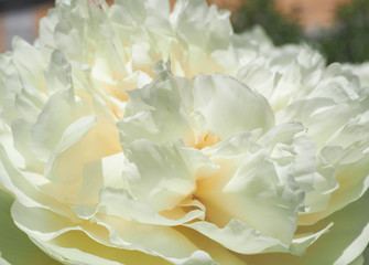 Fototapeta premium White flower petals, background 