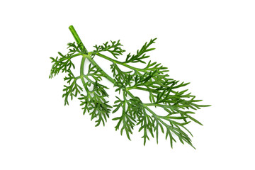 Fresh dill closeup isolated.