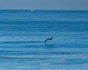 Pelican, Beach, Waves, Ocean, Sea, California, San Diego