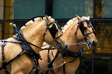 Two norvegian fjord males in blinkers staying outdoor