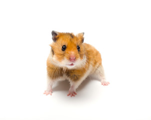 Cute funny Syrian hamster (isolated on white)