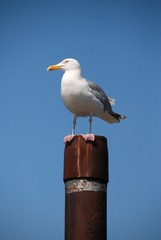 Möve auf Duckdalbe vor blauen Himmel