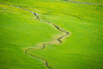 Alpine Stream in Green Grass