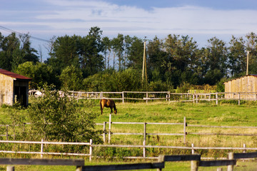 Chestnut horse grazing in paddock at summer