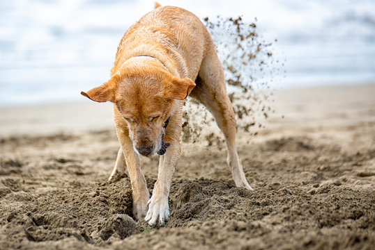 Labrador buddelt am Strand ein Loch in den Sand