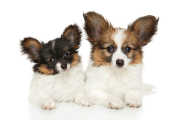 Papillon dog puppies