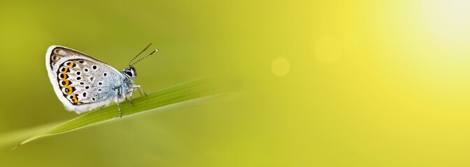 Obraz premium Baner internetowy z pięknym niebieskim motylem z miejsca na kopię