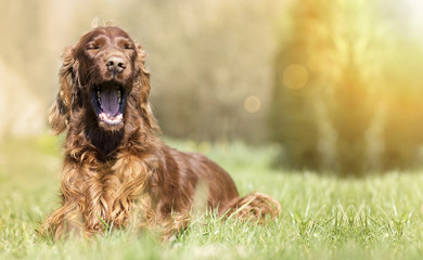 Funny yawning Irish Setter dog - banner with copy space