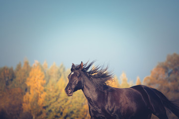 Portrait of the black arabian horse on the yellow trees background