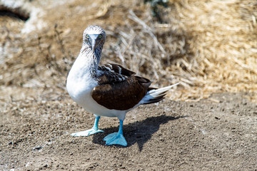 Blue footed boobies (Sula nebouxii) on Isla de la Plata, off the coast of Puerto Lopez, Ecuador