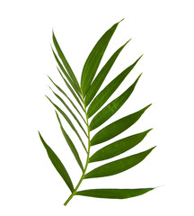 Fototapeta premium Green leaves of palm tree isolated on white background