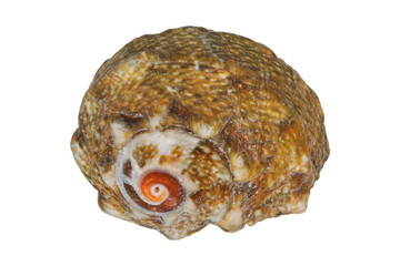 Sea shell on a white background