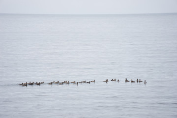 Entenfamilie im Wasser in den Westfjorden / Island 