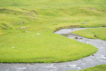 Obraz premium Fluss-Landschaft mit Schafen in den Westfjorden, Island 