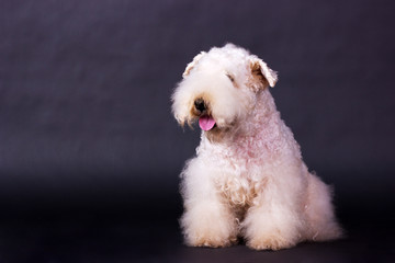 Irish soft coated wheaten terrier