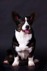 Welsh Corgi Cardigan