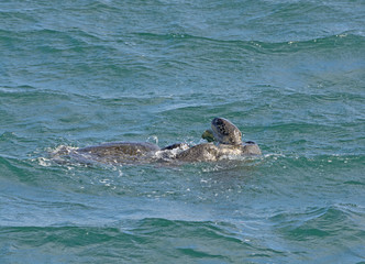 Galapagos Sea Turtles Mating
