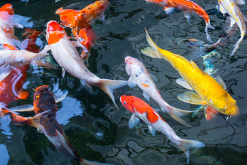 Colorful fish or fancy carp are swimming in fish pond.