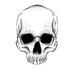 Portrait of a skull. Can be used for printing on T-shirts, flyers, etc. Vector illustration