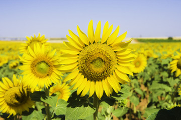 Fototapeta premium Primer plano de un girasol