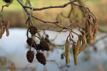 Naklejka premium Alder tree cones and flowers