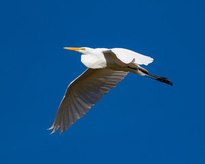 Great Egret