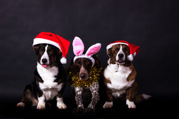 German shorthaired pointer (kurzhaar) in bunny ears with two welsh corgi cardigan in santa claus cap looking forward on black background at studio