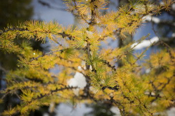 yellow coloured larch in the alps