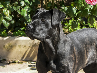 young cane corso pay attention