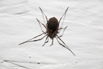 Black scary spider on the wall in the house