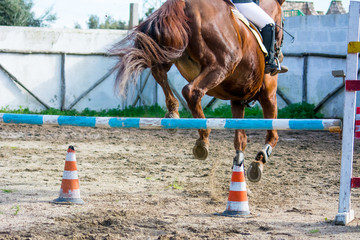 Horizontal View Of A Brown Horse Jumping The Obstacle