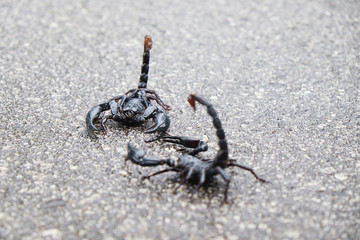 Scorpions fighting on the road