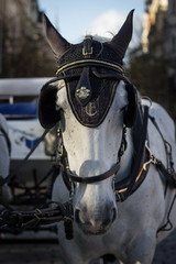 Obraz premium white horese with harness