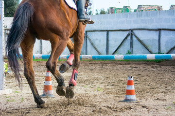 Horizontal View Of A Brown Horse Jumping The Obstacle