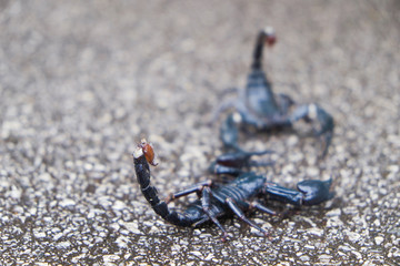 Scorpions fighting on the road