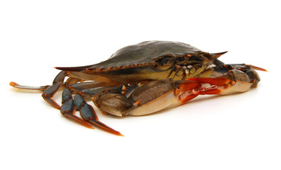 Blue Crab with white background