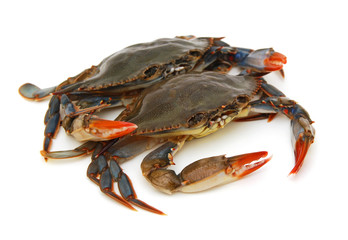 Two blue Crabs with white background