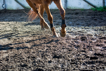 Horizontal View Of A  Brown Horse Gallopping