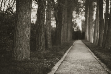 Naklejka premium New York Tree Lined Path