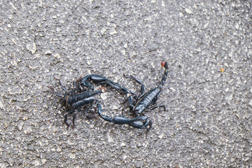Scorpions fighting on the road