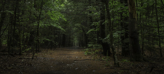 Path Through the Forest