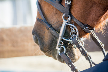 Close Up Of Horse Bridles