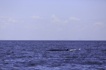 Bryde's whale or Eden's whale in Thai gulf, Phetchaburi