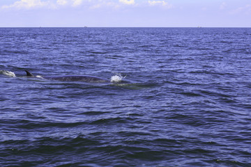 Fototapeta premium Bryde's whale or Eden's whale in Thai gulf, Phetchaburi