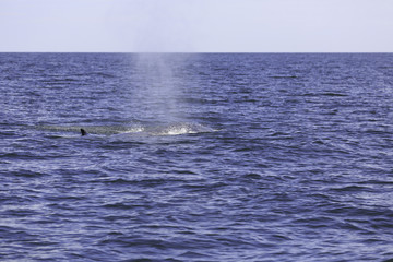 Obraz premium Bryde's whale or Eden's whale in Thai gulf, Phetchaburi