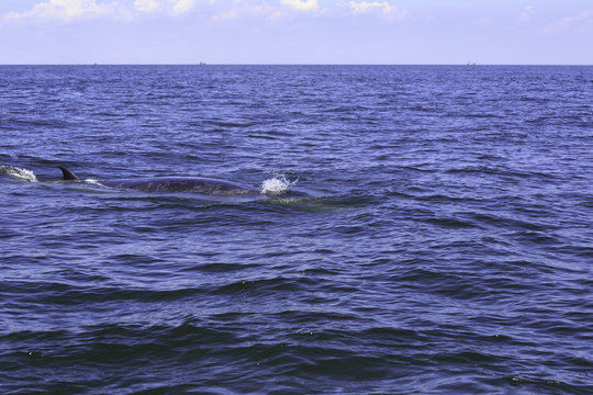 Bryde's whale or Eden's whale in Thai gulf, Phetchaburi